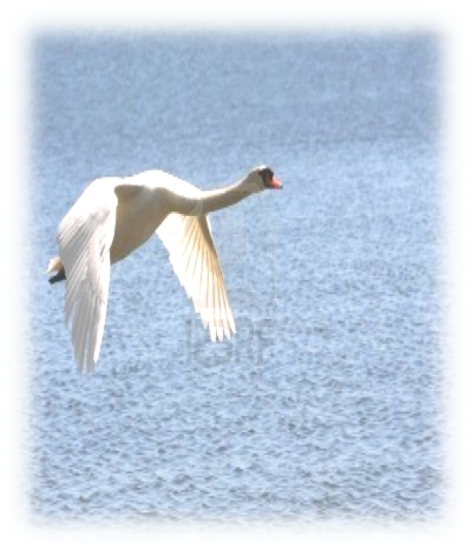 C:\Documents and Settings\Admin\Рабочий стол\рамки\6864185-mute-swan-in-flight-over-water.jpg